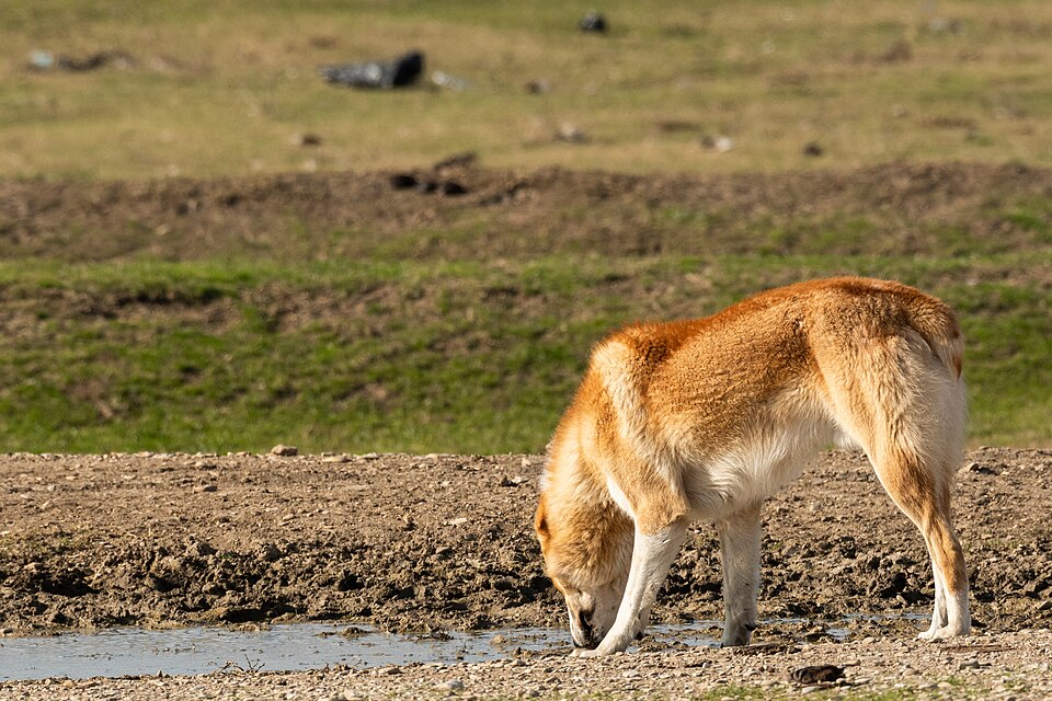 Berger d’Asie centrale — photo de la race de chien originaire de Asie centrale soviétique (3)