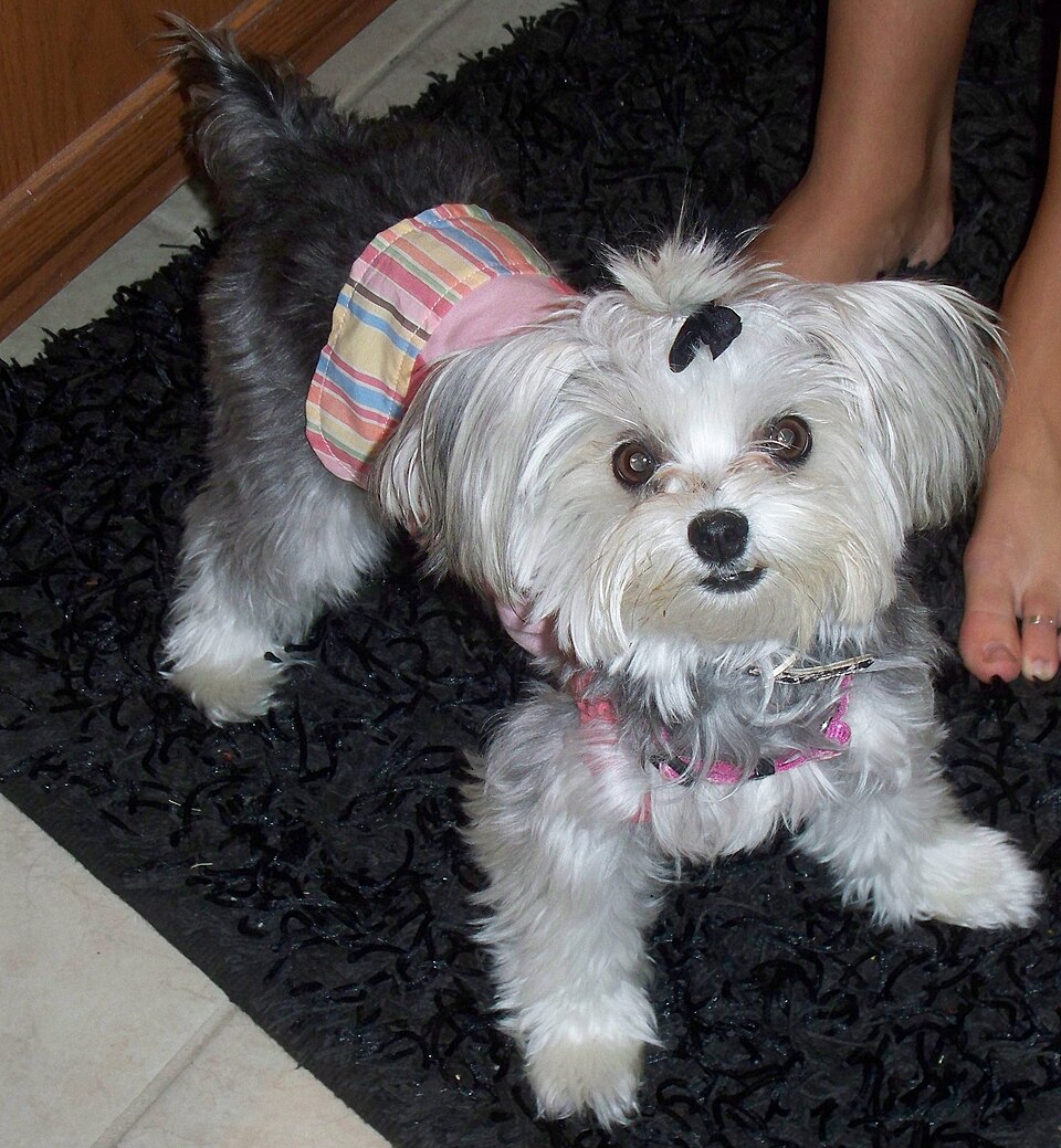 Morkie — photo de la race de chien originaire de États-Unis (1)