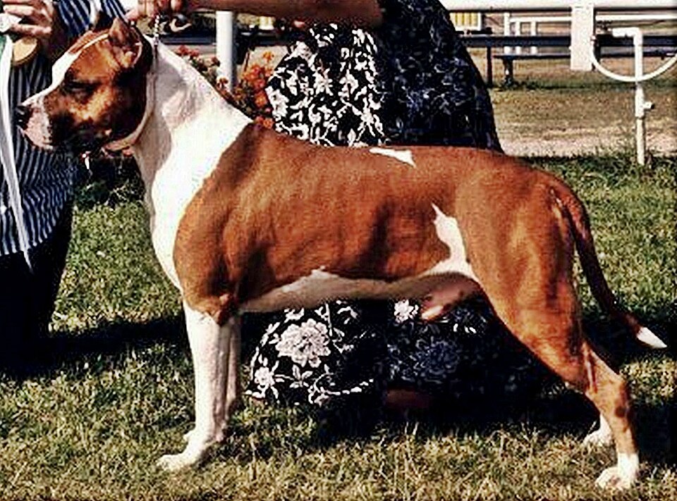 American staffordshire Terrier — photo de la race de chien originaire de États-Unis (1)