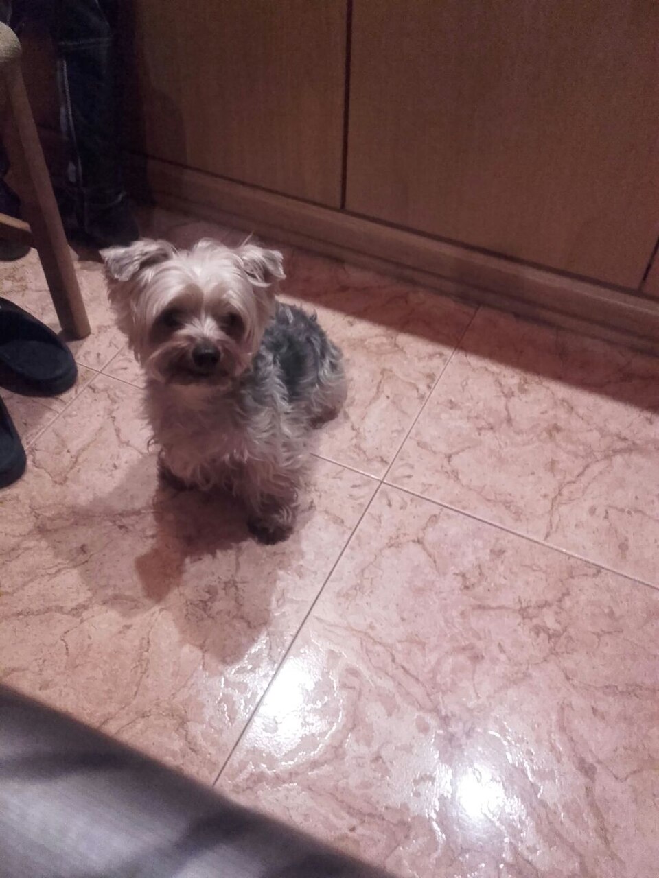 Yorkshire terrier — photo de la race de chien originaire de Angleterre (2)