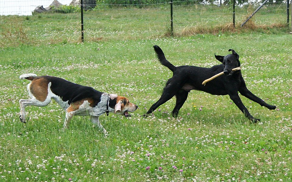 Foxhound américain — photo de la race de chien originaire de États-Unis (3)