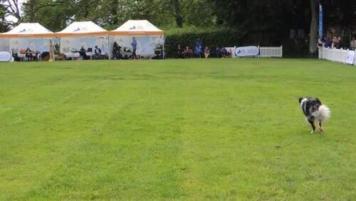 Berger de Russie — photo de la race de chien (5)