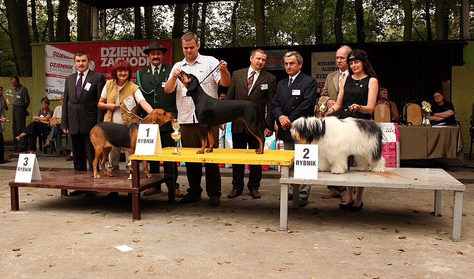 Brachet polonais — photo de la race de chien originaire de Pologne (5)