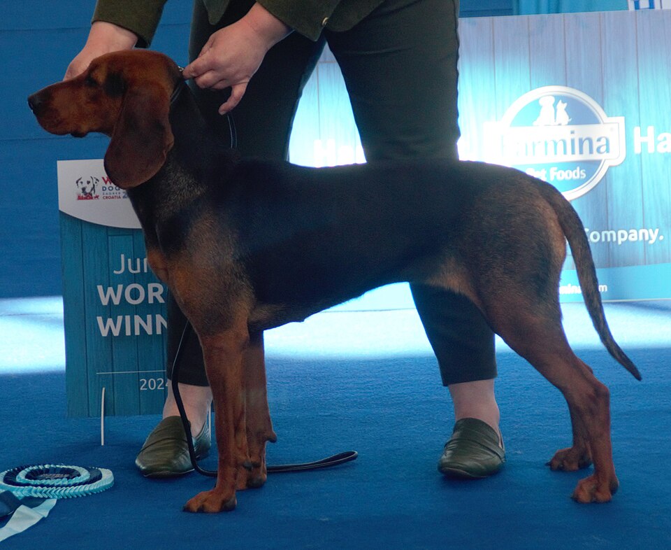 Chien courant serbe — photo de la race de chien originaire de Serbie (5)