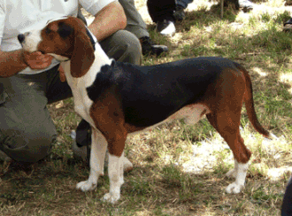 Chien courant yougoslave tricolore