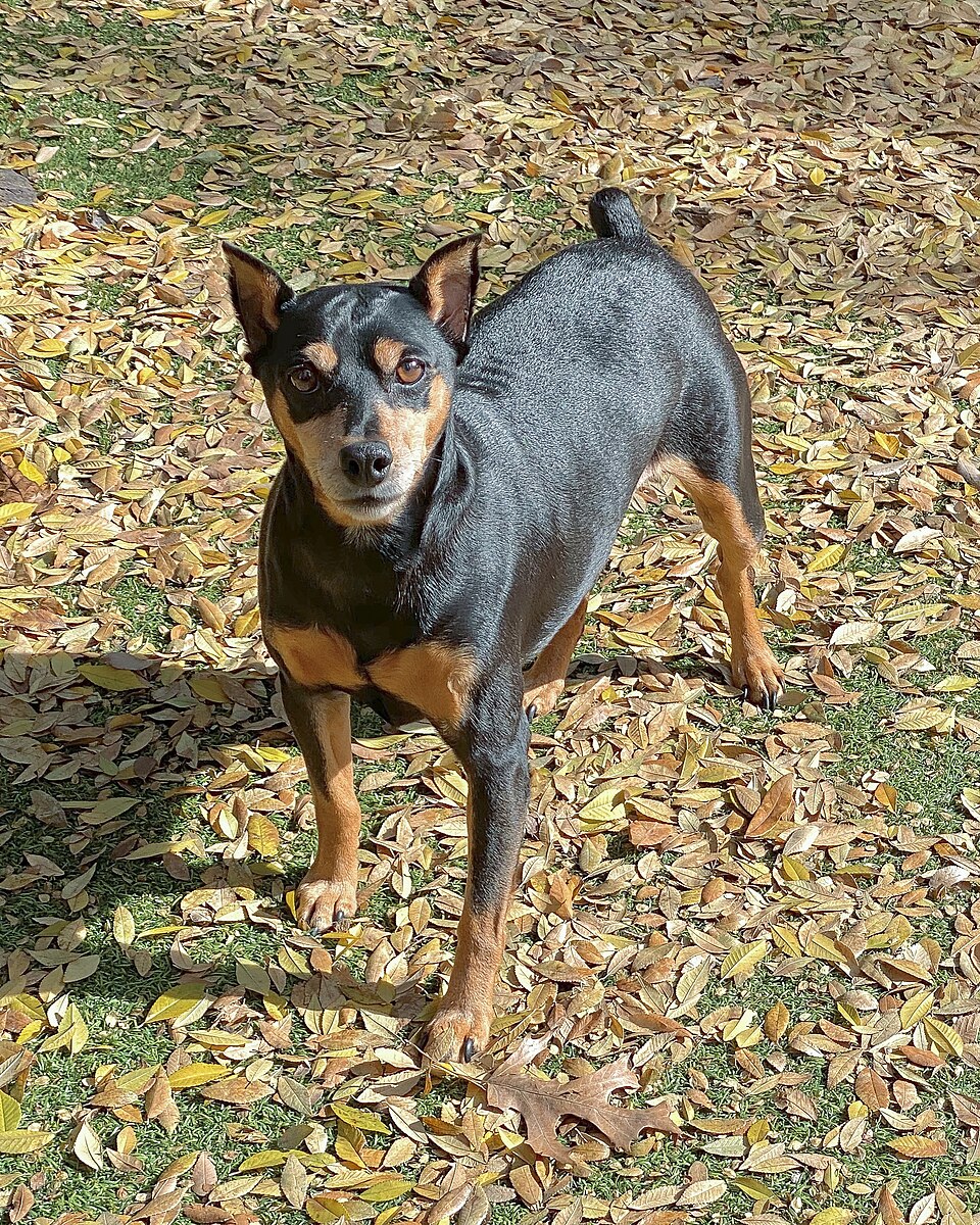 Pinscher nain — photo de la race de chien originaire de Allemagne (5)