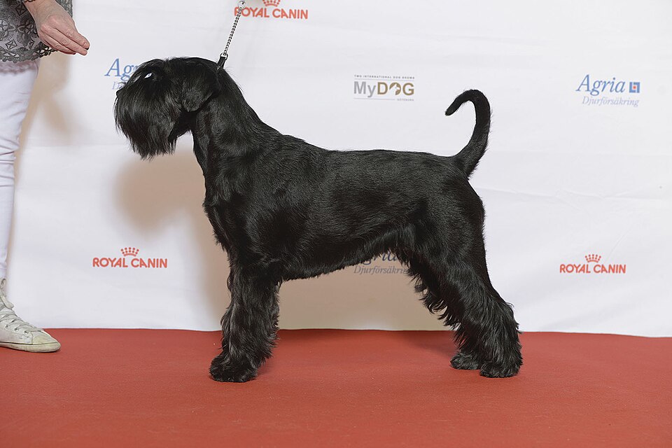 Schnauzer — photo de la race de chien (5)