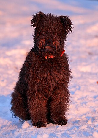 Pumi