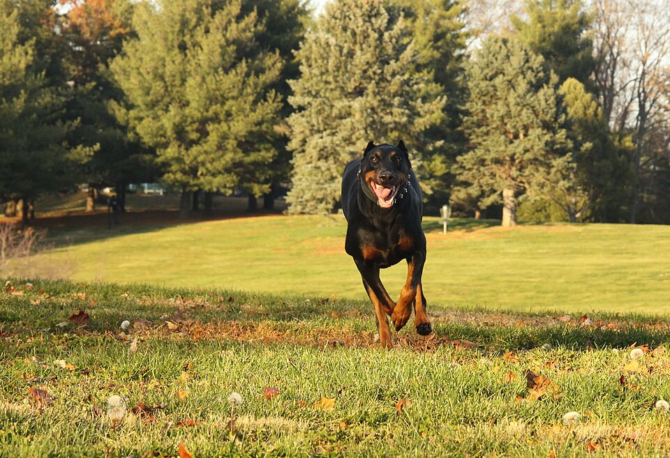 Dobermann — photo de la race de chien originaire de Allemagne (2)