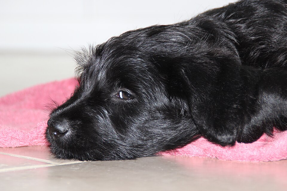 Labradoodle — photo de la race de chien originaire de Australie (6)