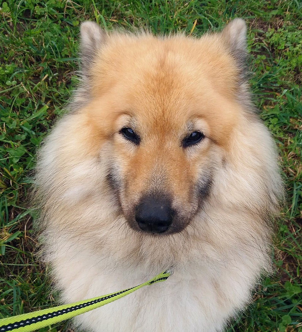 Eurasier — photo de la race de chien originaire de Allemagne (4)
