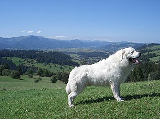 Berger polonais de Podhale