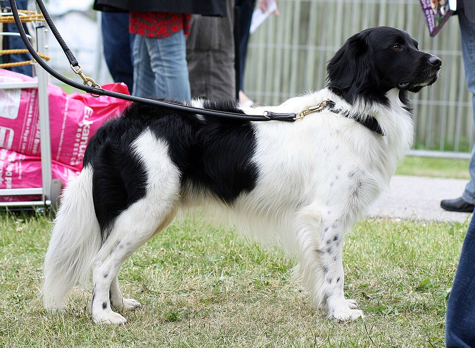 Stabyhoun — photo de la race de chien originaire de Pays-Bas (1)