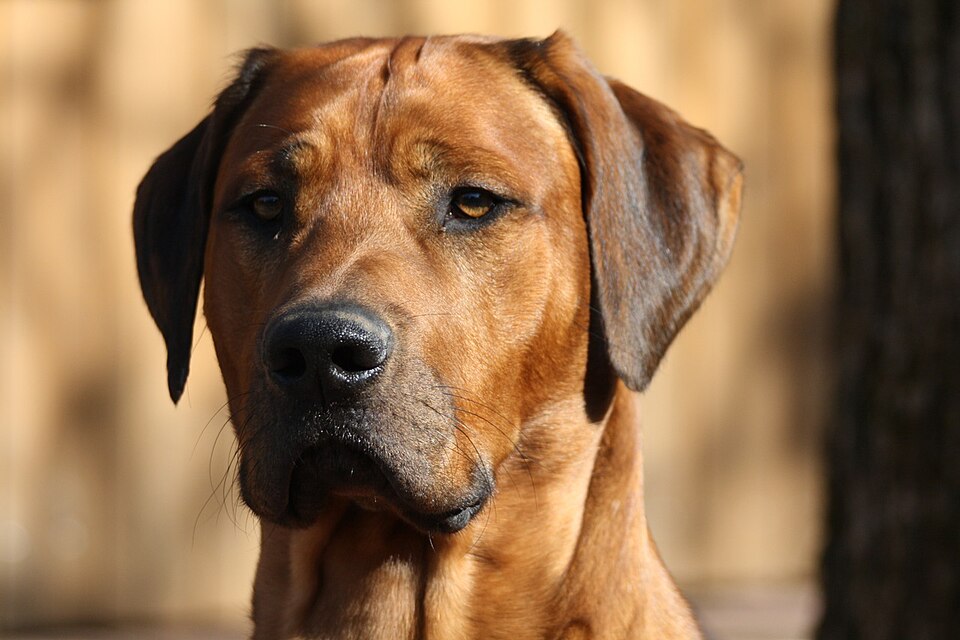 Rhodesian Ridgeback — photo de la race de chien originaire de Rhodésie (4)