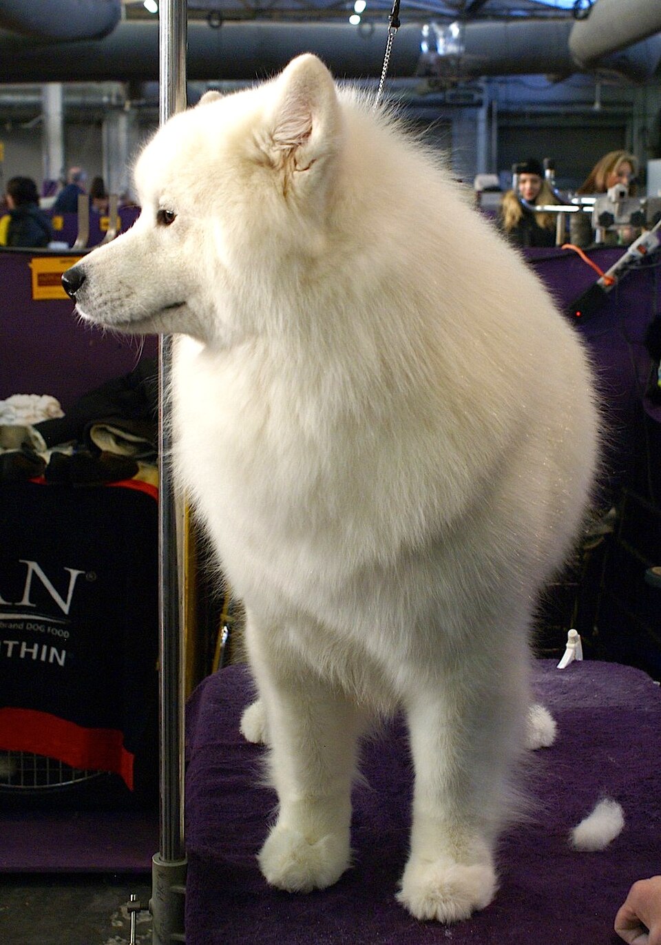 Samoyède — photo de la race de chien originaire de Russie (6)