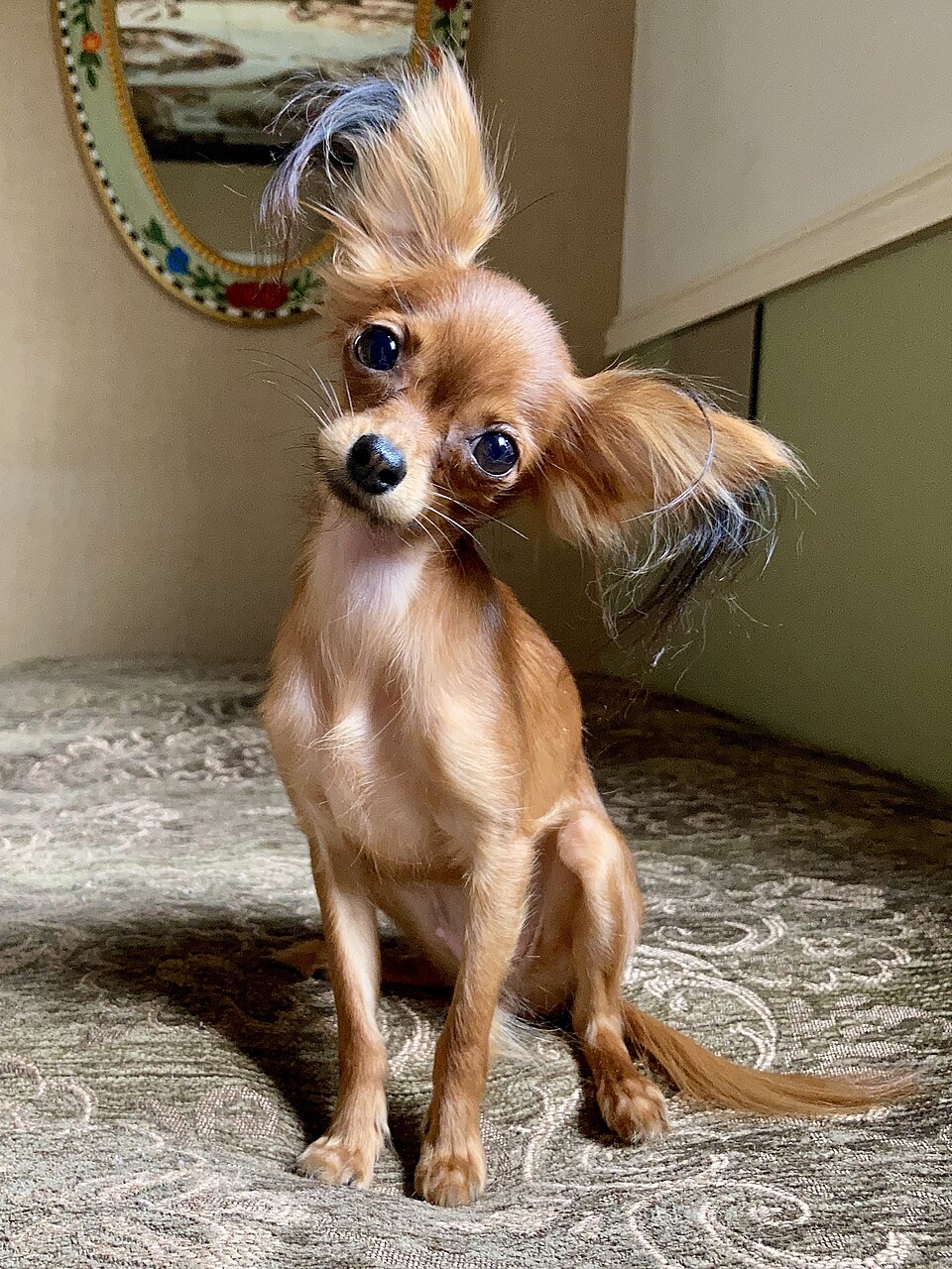 Russkiy Toy — photo de la race de chien originaire de Russie (3)