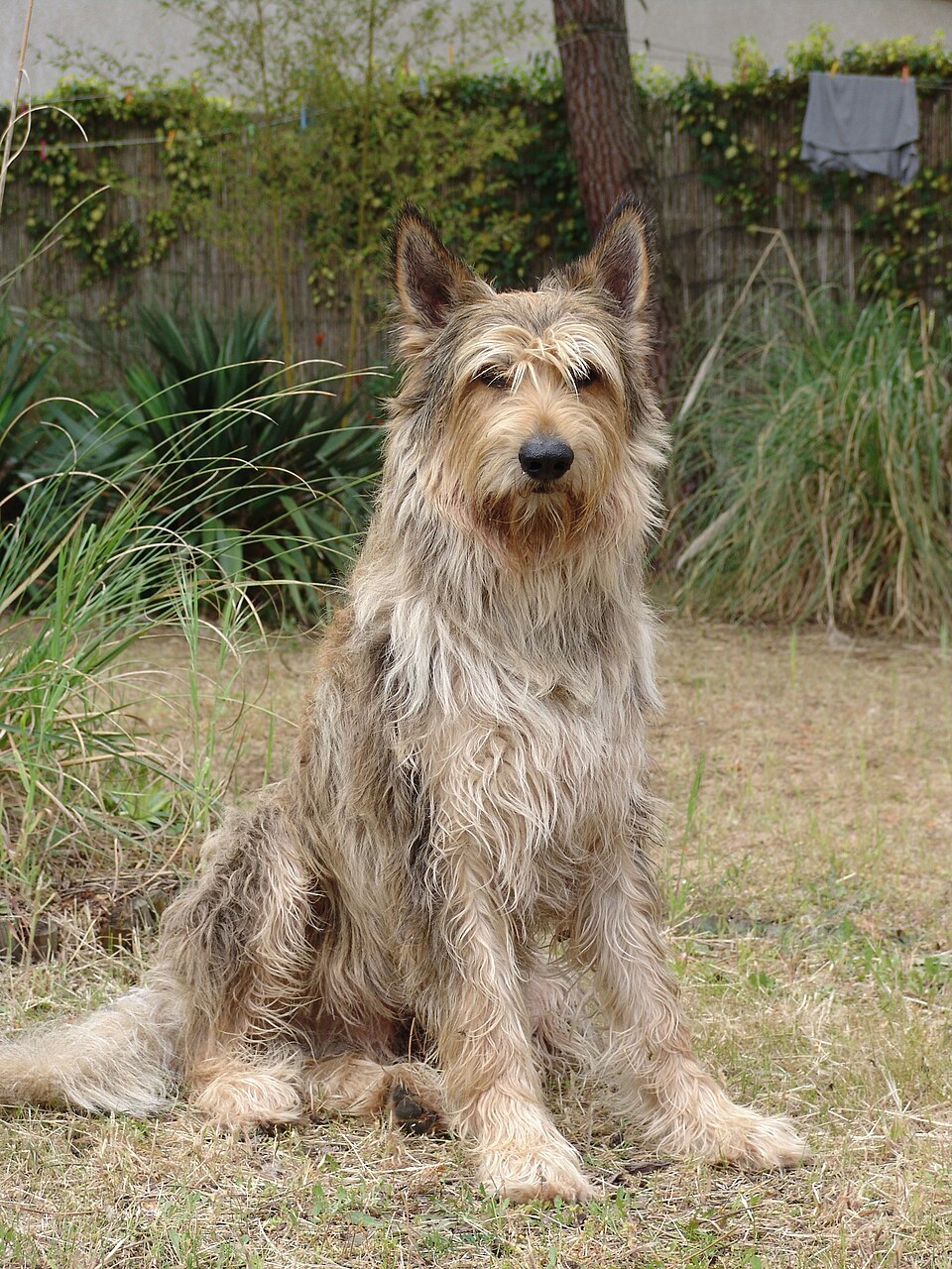 Berger Picard — photo de la race de chien originaire de France (4)