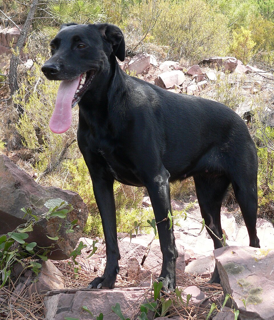 Chien de berger de Majorque — photo de la race de chien originaire de Majorque (1)