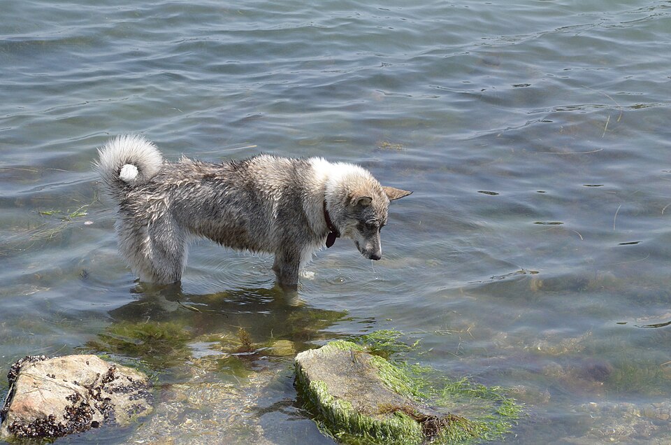 Spitz Finlandais — photo de la race de chien (3)