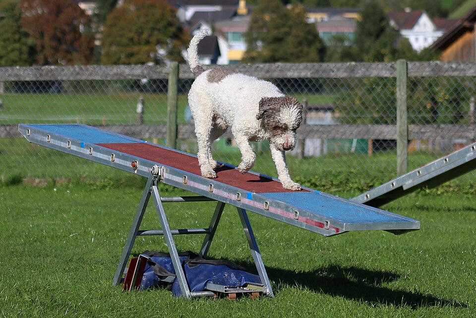 Chien d’eau portugais — photo de la race de chien originaire de Italie (4)
