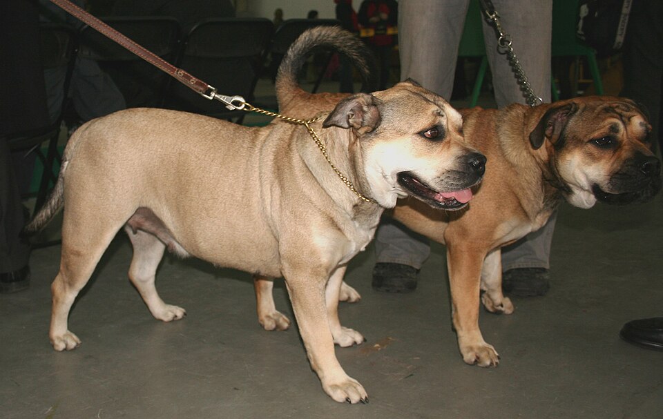 Dogue de Majorque — photo de la race de chien originaire de Majorque, Espagne (3)