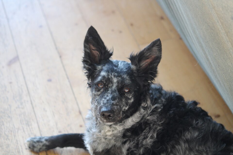 Mudi — photo de la race de chien originaire de Hongrie (1)