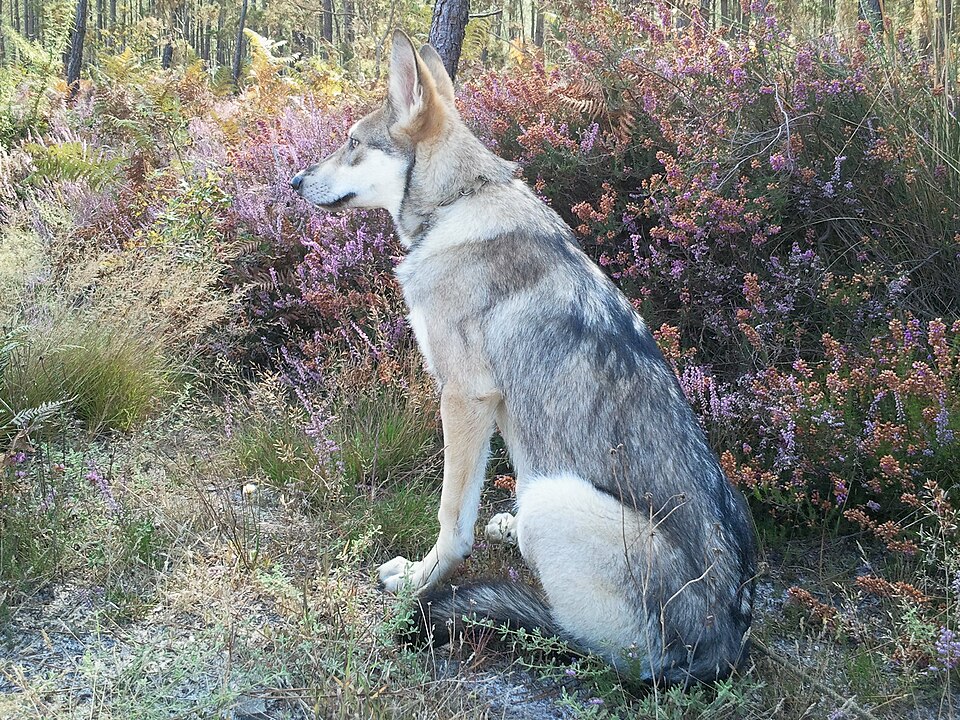 Chien-loup de Saarloos — photo de la race de chien originaire de Pays-Bas (2)