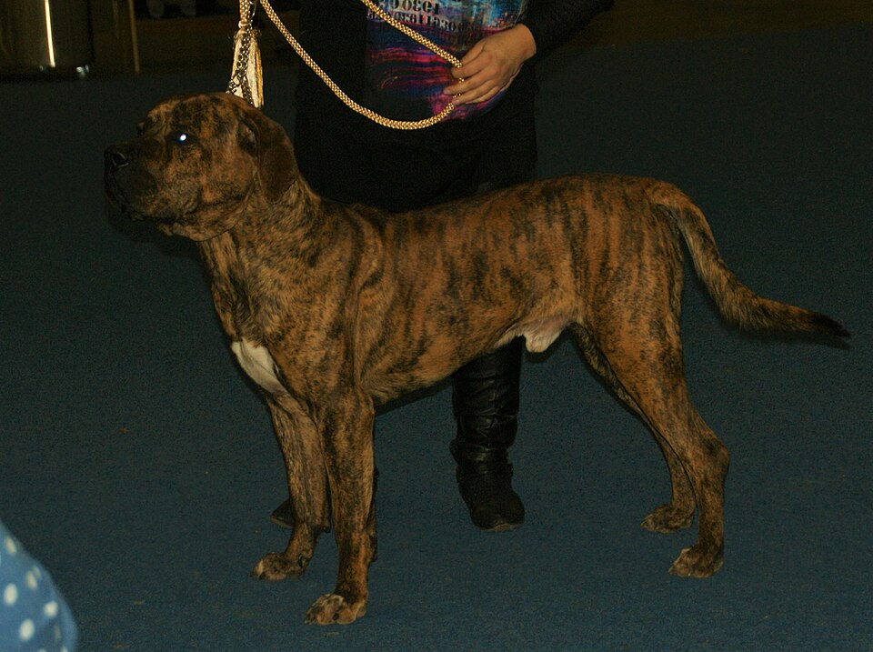 Tosa — photo de la race de chien originaire de Japon (4)