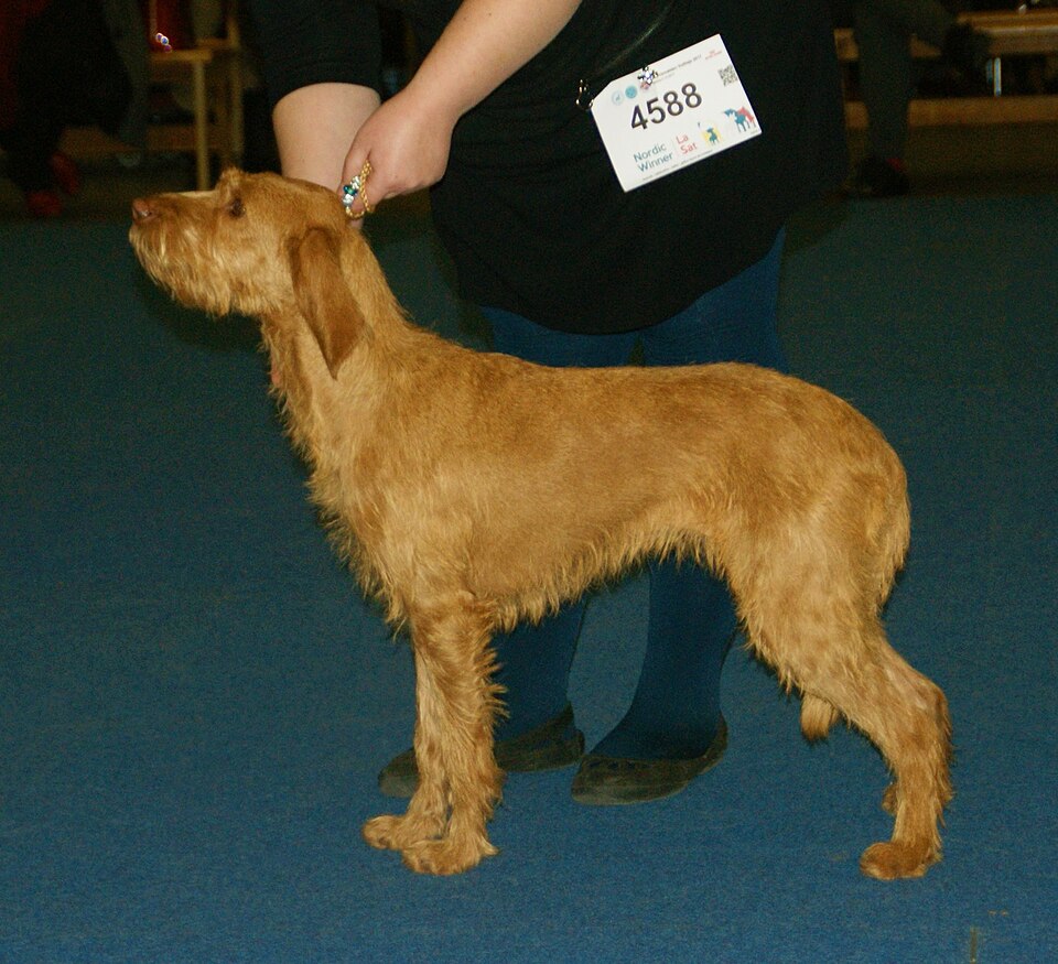 Griffon fauve de Bretagne — photo de la race de chien originaire de France (2)