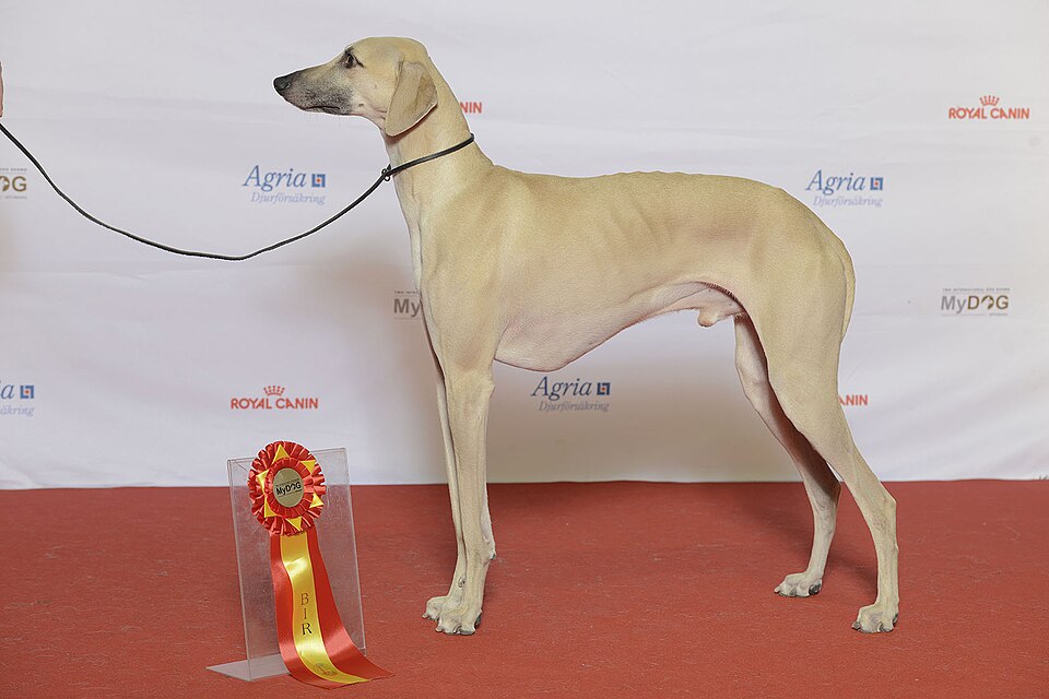 Sloughi — photo de la race de chien originaire de Afrique du Nord (3)