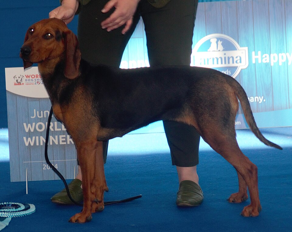 Chien courant serbe — photo de la race de chien originaire de Serbie (4)