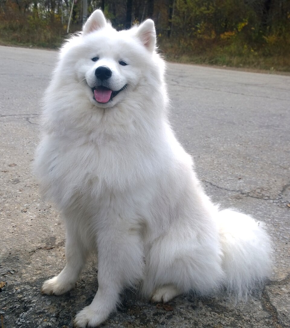 Samoyède — photo de la race de chien originaire de Russie (2)