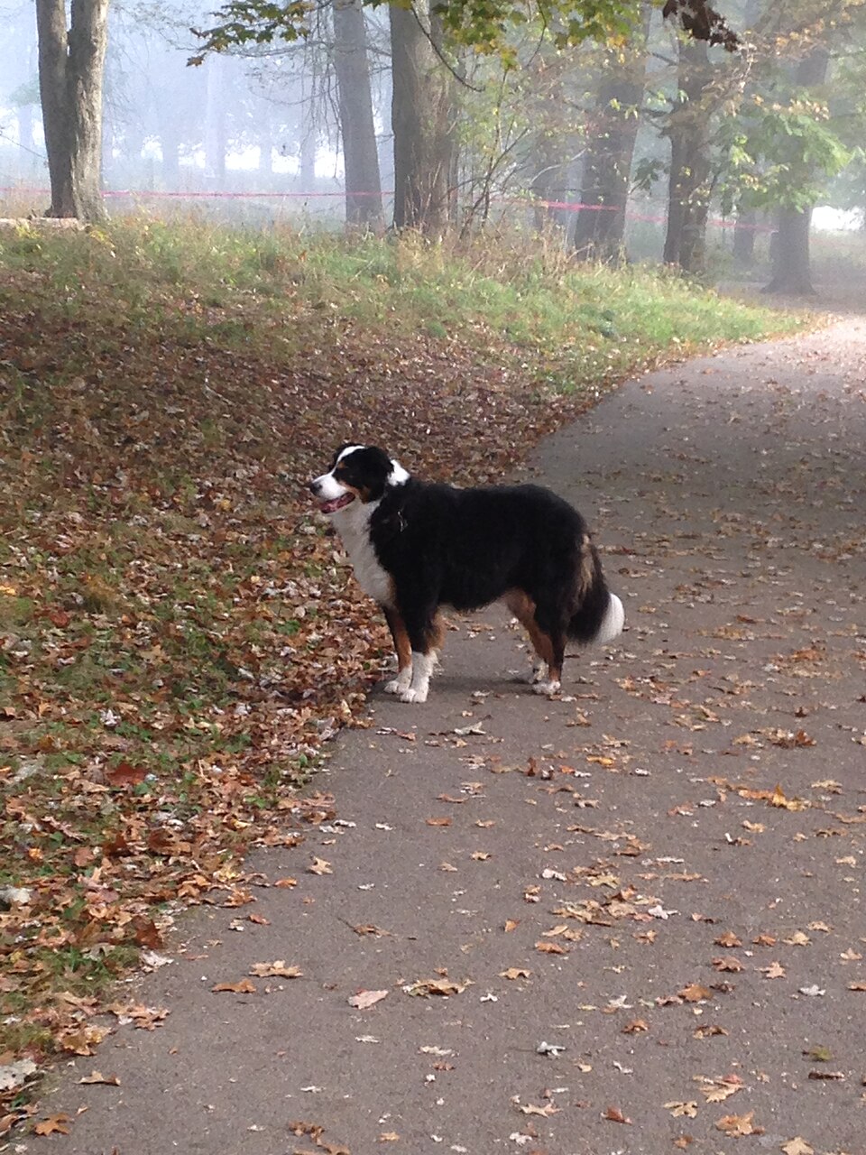 Bouvier bernois — photo de la race de chien originaire de Suisse (4)
