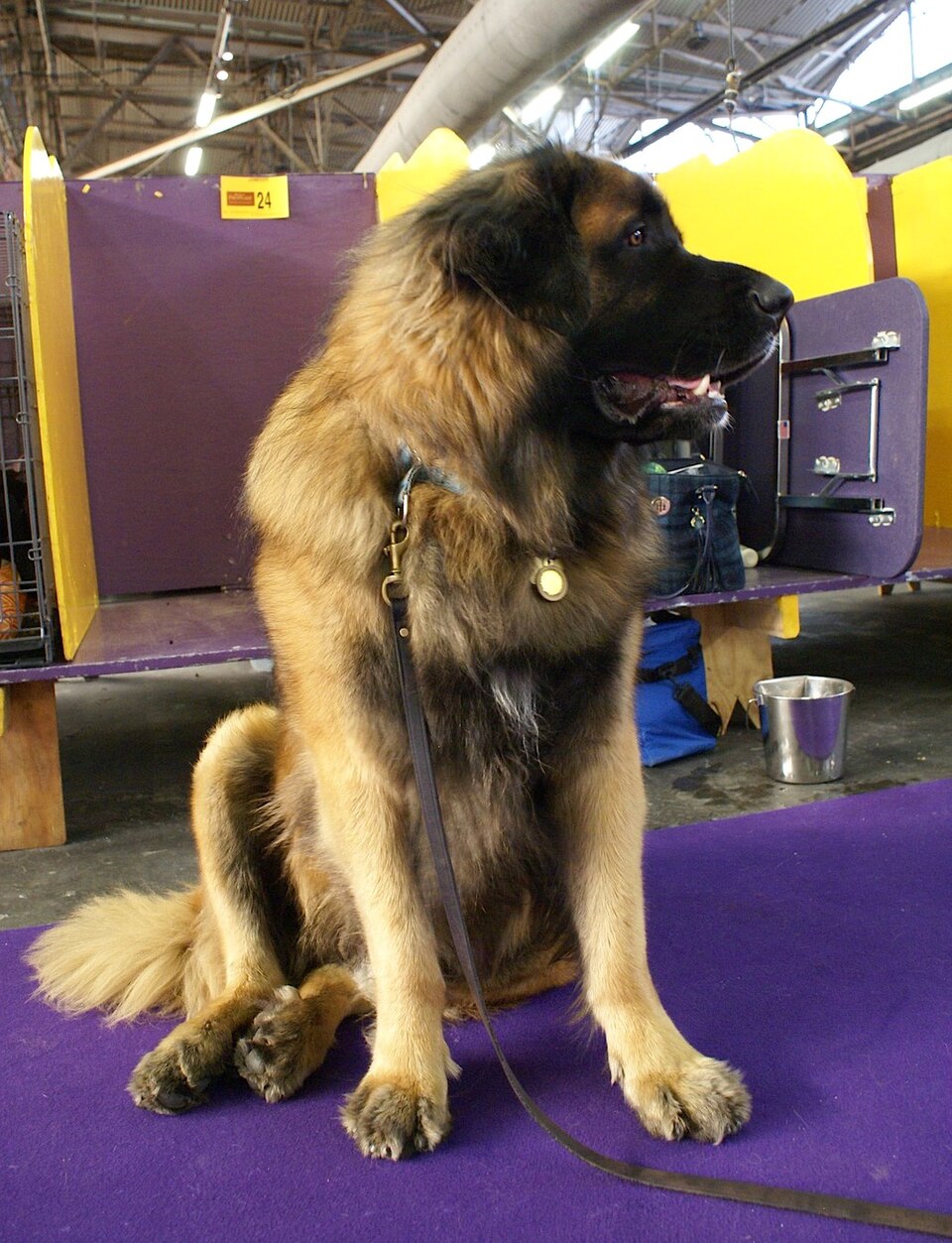 Léonberg — photo de la race de chien originaire de Allemagne (4)
