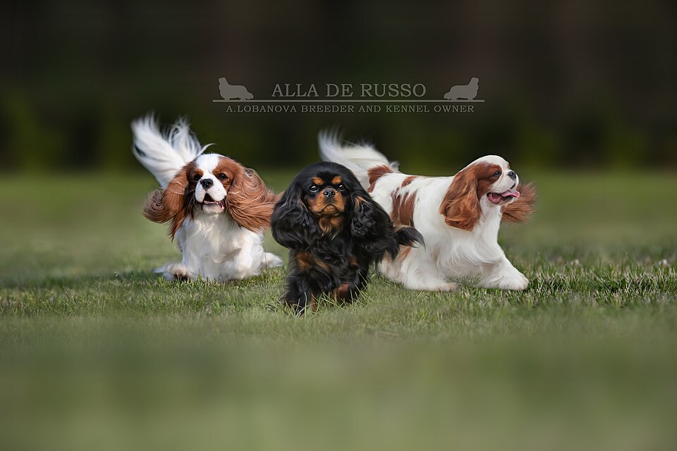 Cavalier King Charles — photo de la race de chien originaire de Royaume-Uni (6)