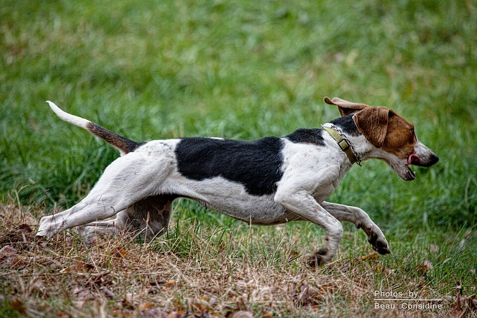 Foxhound anglais — photo de la race de chien originaire de Angleterre (1)