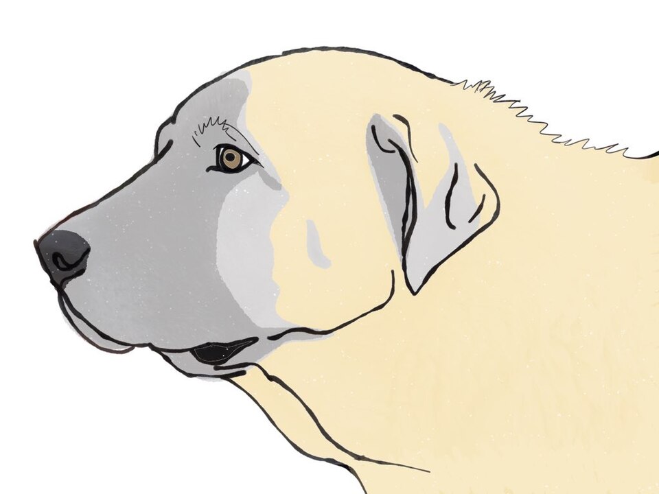 Mâtin espagnol — photo de la race de chien originaire de Espagne (2)