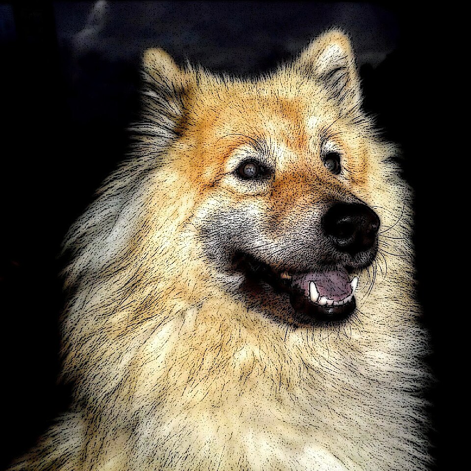 Eurasier — photo de la race de chien originaire de Allemagne (1)