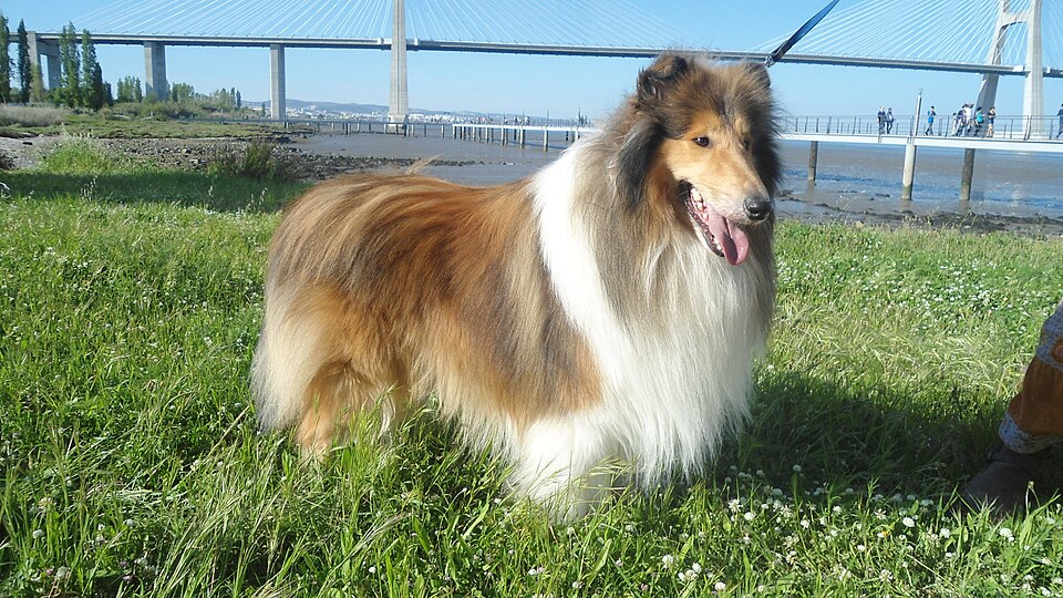 Colley à poil long – Collie rough — photo de la race de chien originaire de Royaume-Uni (5)