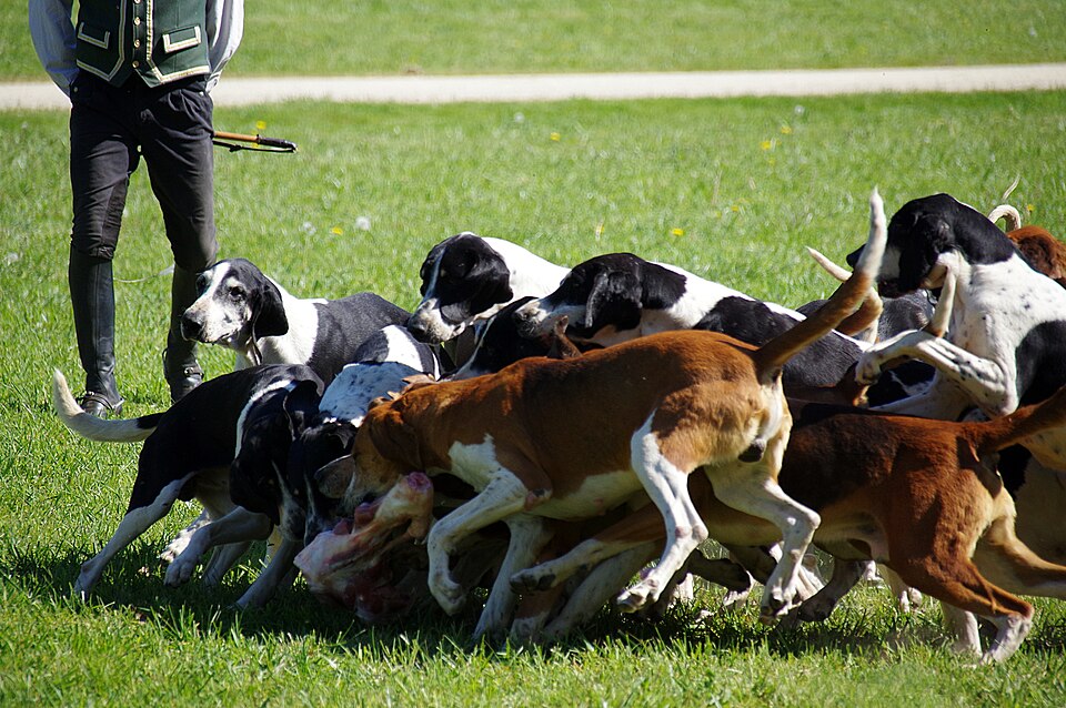 Français blanc et noir — photo de la race de chien originaire de France (2)