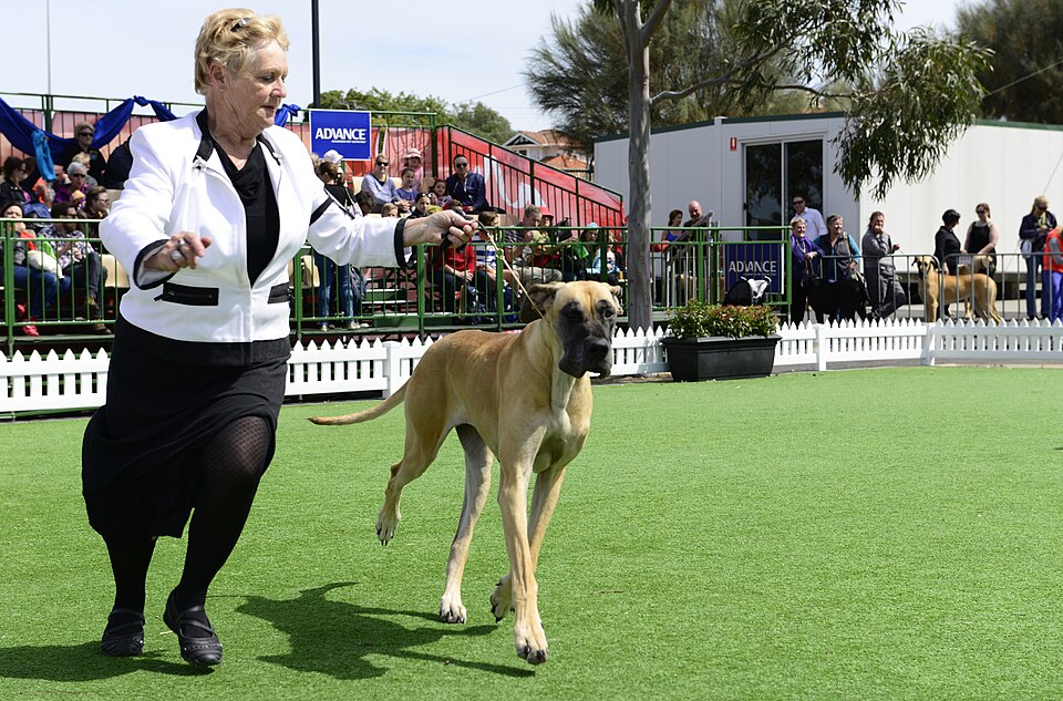 Dogue allemand — photo de la race de chien originaire de Allemagne (5)