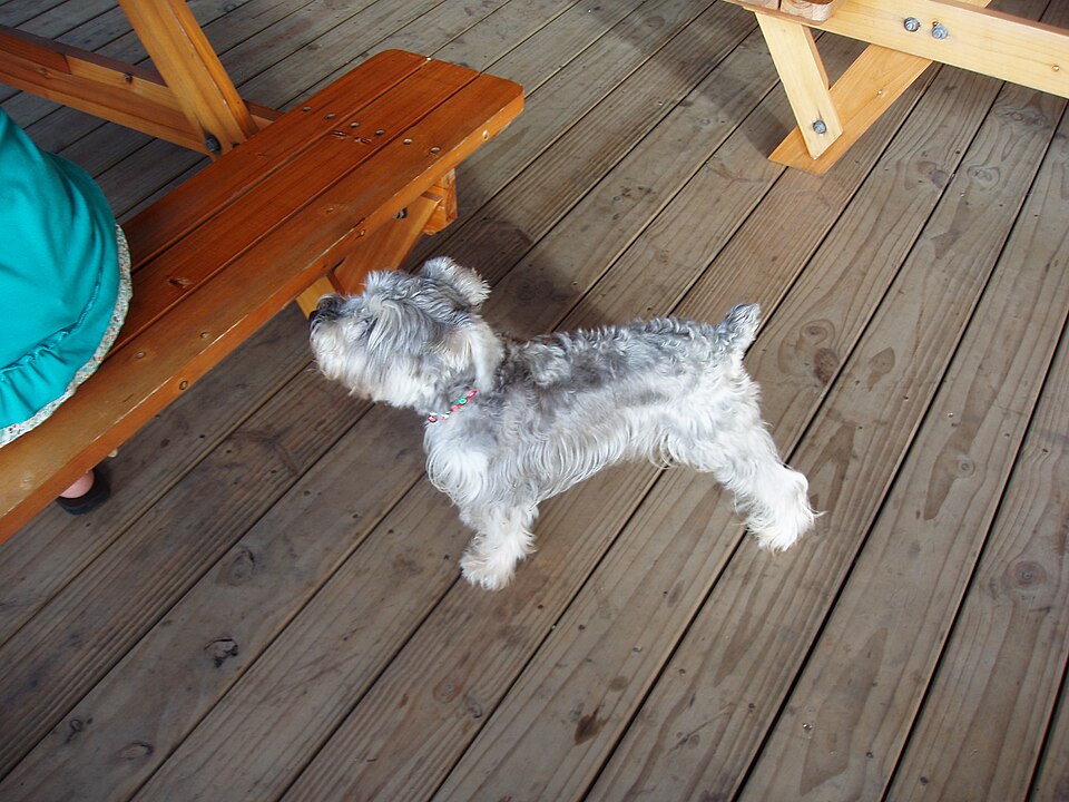 Schnauzer — photo de la race de chien (3)