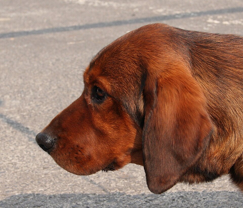 Basset des Alpes — photo de la race de chien originaire de Autriche (4)