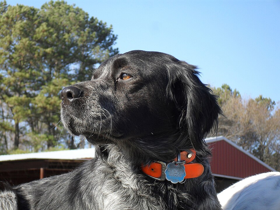 Epagneul breton — photo de la race de chien originaire de Bretagne (6)