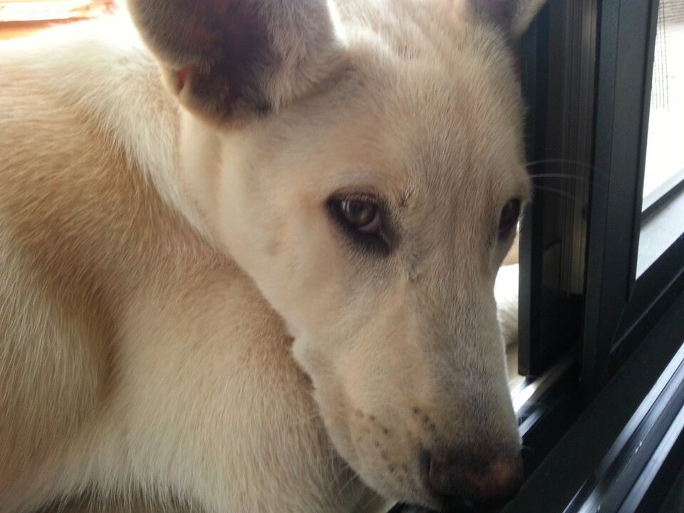 Chien de Canaan — photo de la race de chien originaire de Palestine (6)