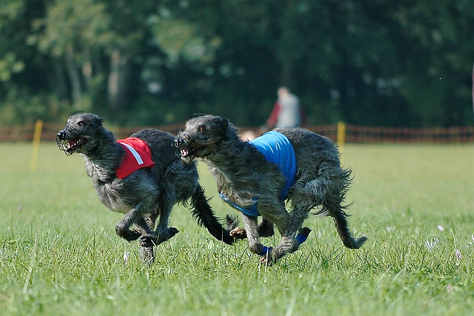 Lévrier écossais — photo de la race de chien originaire de Écosse (5)