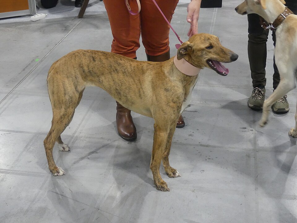 Lévrier hongrois — photo de la race de chien originaire de Hongrie (4)