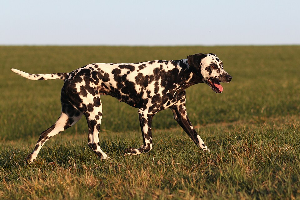 Dalmatien — photo de la race de chien originaire de Croatie (3)