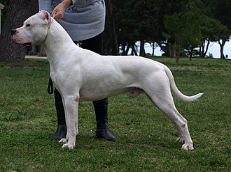 Dogue argentin