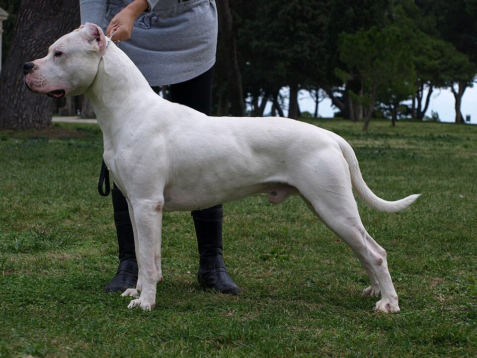 Dogue argentin — photo de la race de chien originaire de Argentine (3)
